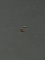 پرسینگ پروانه