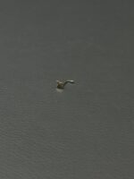 پرسینگ پروانه - Image 3